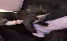 Ragdoll cats for sale: Beautiful ⅞ ragdoll kitten DNA tested clean - Image 3