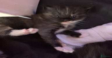 Ragdoll cats - Advert 4