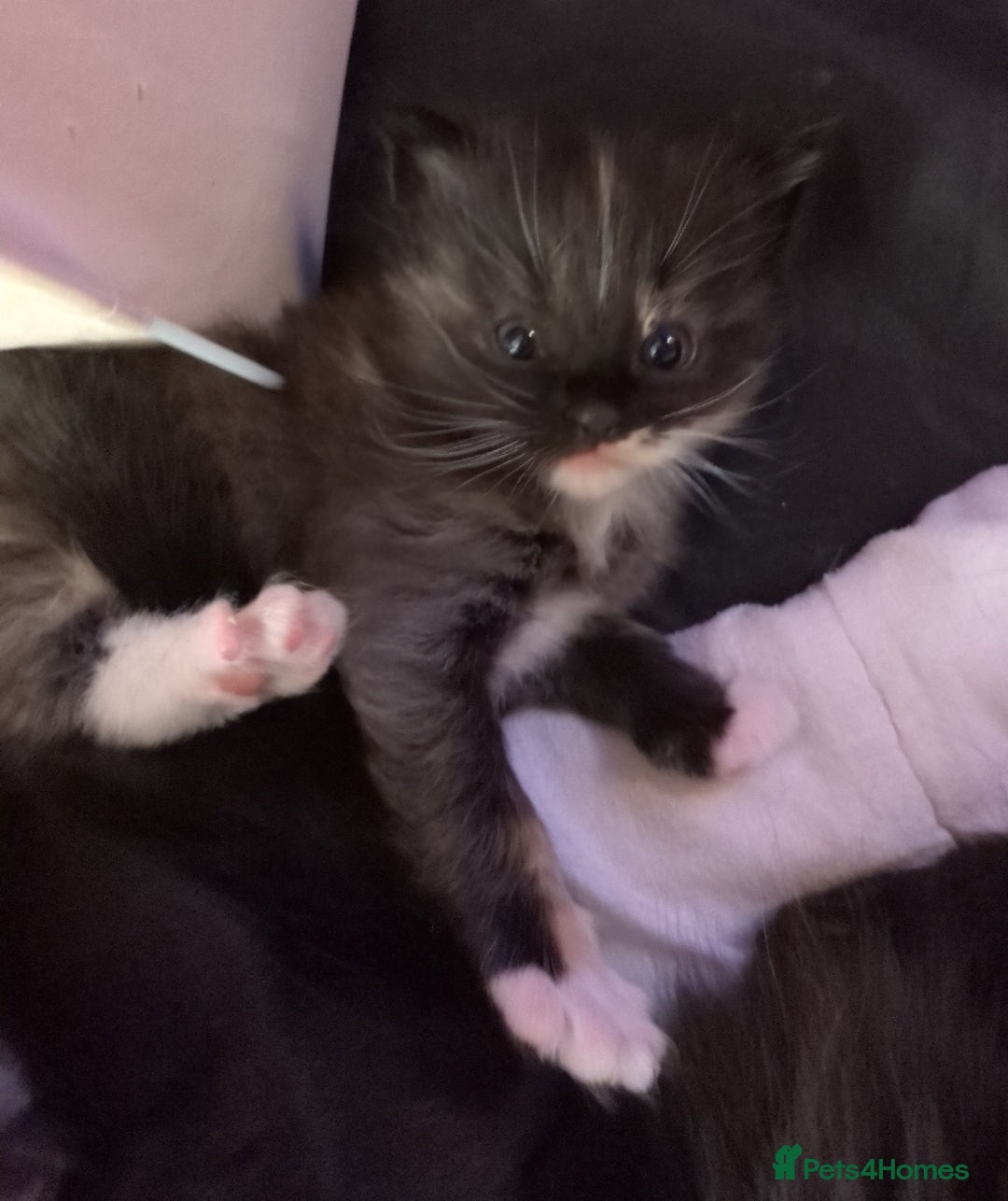 Ragdoll cats for sale: Beautiful ⅞ ragdoll kitten DNA tested clean - Image 3