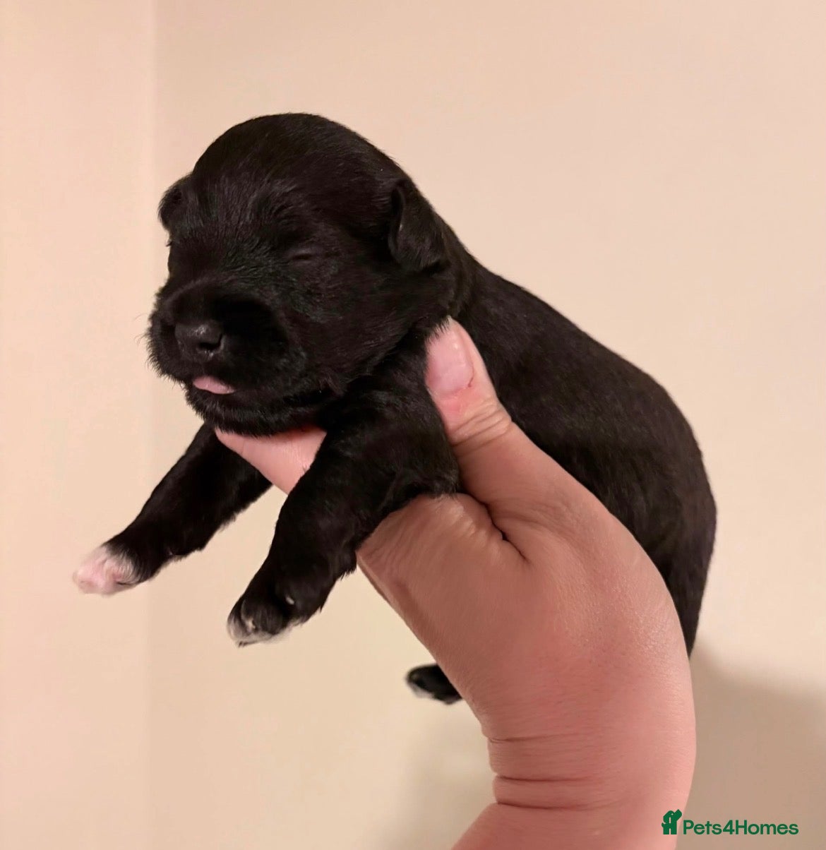 Miniature Schnauzer dogs KC BVA/MAC Health Tested Miniature Schnauzers  - Advert 10