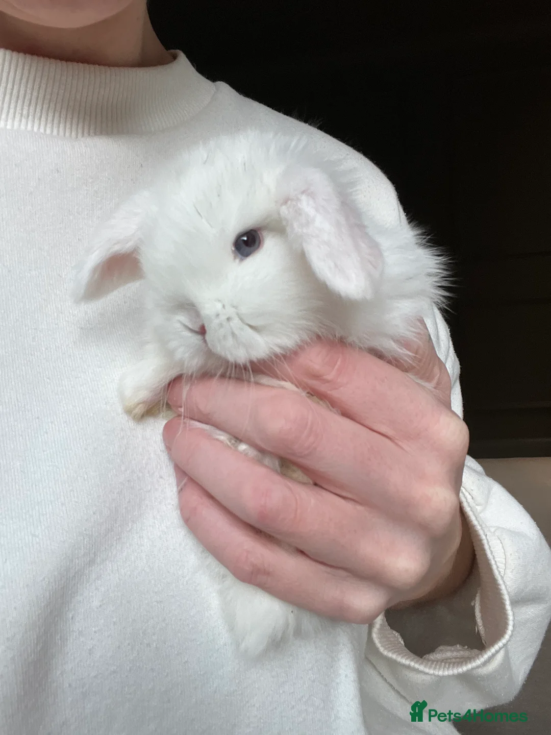 Mini Lop rabbits for sale: Minilop babies available  - Advert 6