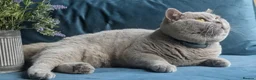 British Shorthair cats for stud: Outstanding champion lilac stud  - Advert 5