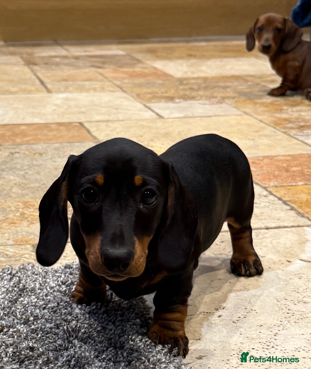 Miniature Dachshund dogs for sale: Miniature Smooth Boys from ivdd scored parents - Image 14