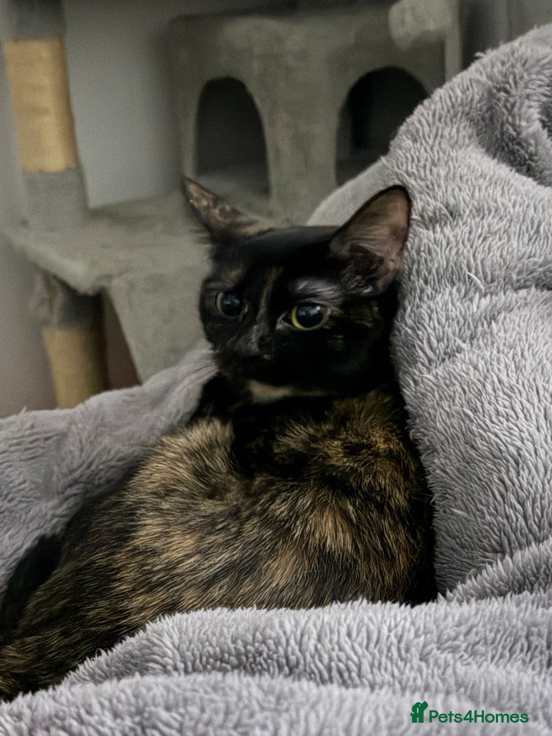 British Shorthair cats for sale: Cuddly INDOOR Tortoiseshell female  - Advert 5