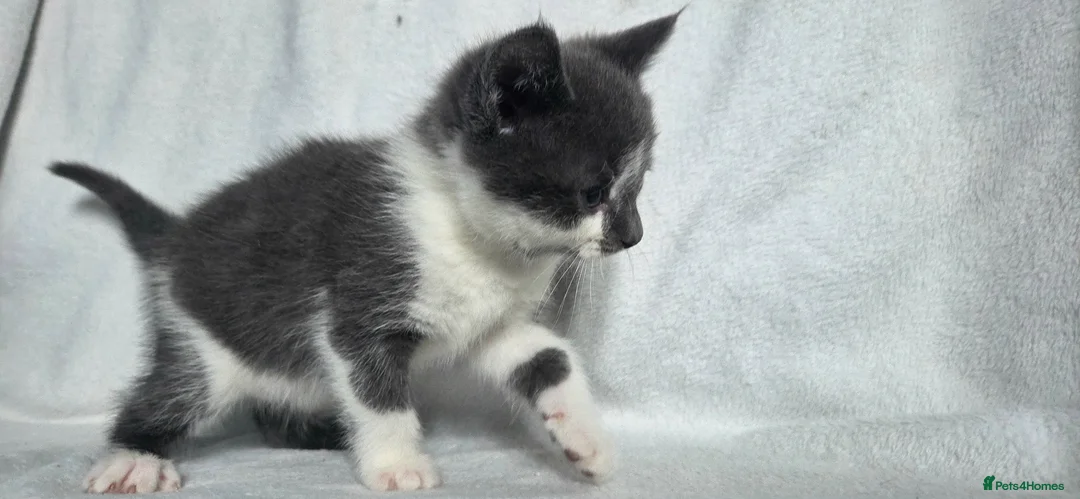 British Shorthair cats for sale: 4 Kittens for sale - 2 boys - 2 girls - Advert 2