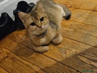 Scottish Fold cats Stunning Straight Queen - Advert 1