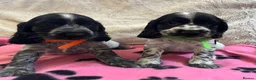 Cocker Spaniel dogs for sale: Stunning show type cocker spaniel puppies  - Advert 1