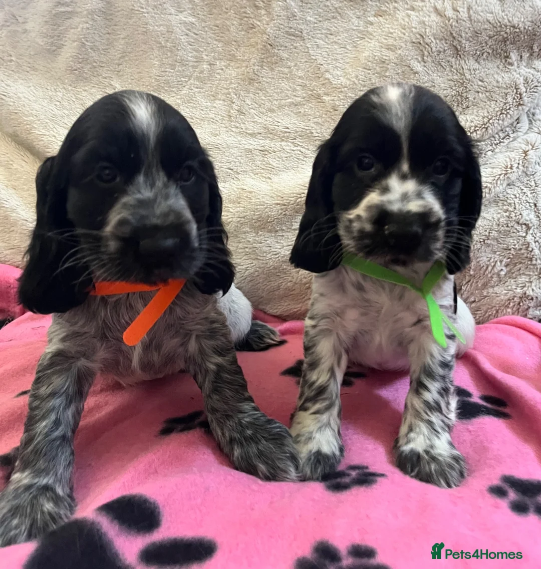 Cocker Spaniel dogs for sale: Stunning show type cocker spaniel puppies  - Advert 1