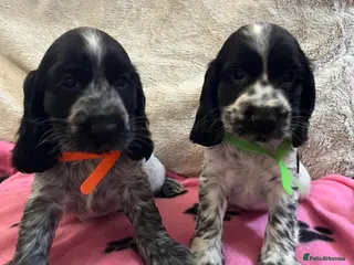 Cocker Spaniel dogs Stunning show type cocker spaniel puppies - Advert 1