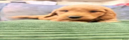 Mini Goldendoodle dogs for sale: Mini Goldendoodles from Therapy dog mom - Advert 18