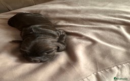 Cockapoo dogs for sale: Beautiful Cockerpoo puppies - Image 21