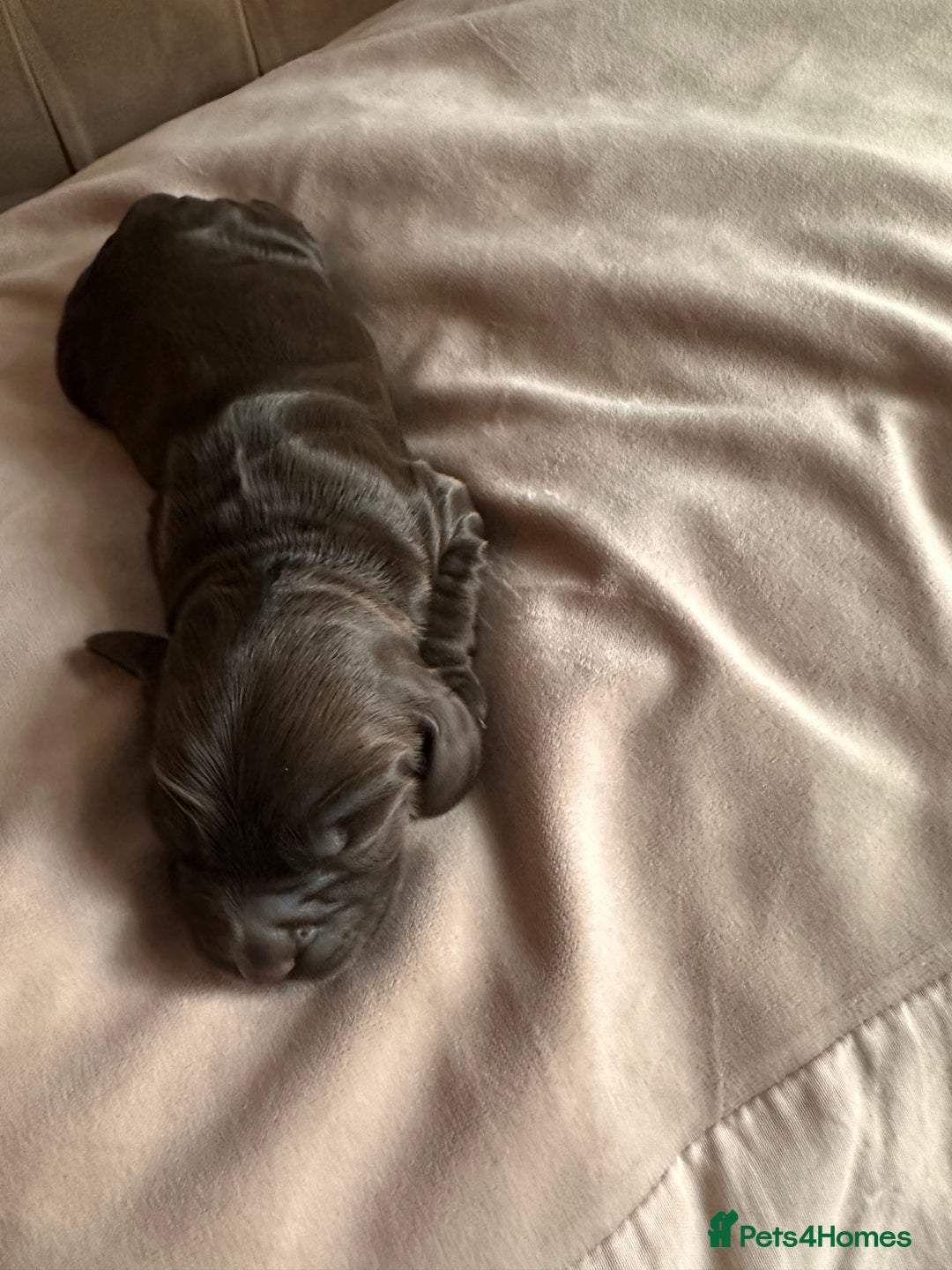 Cockapoo dogs for sale: Beautiful Cockerpoo puppies - Image 21