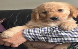 Golden Retriever dogs for sale: 🐾 Golden Retriever Puppies – Ready Now! 🐾 - Image 12