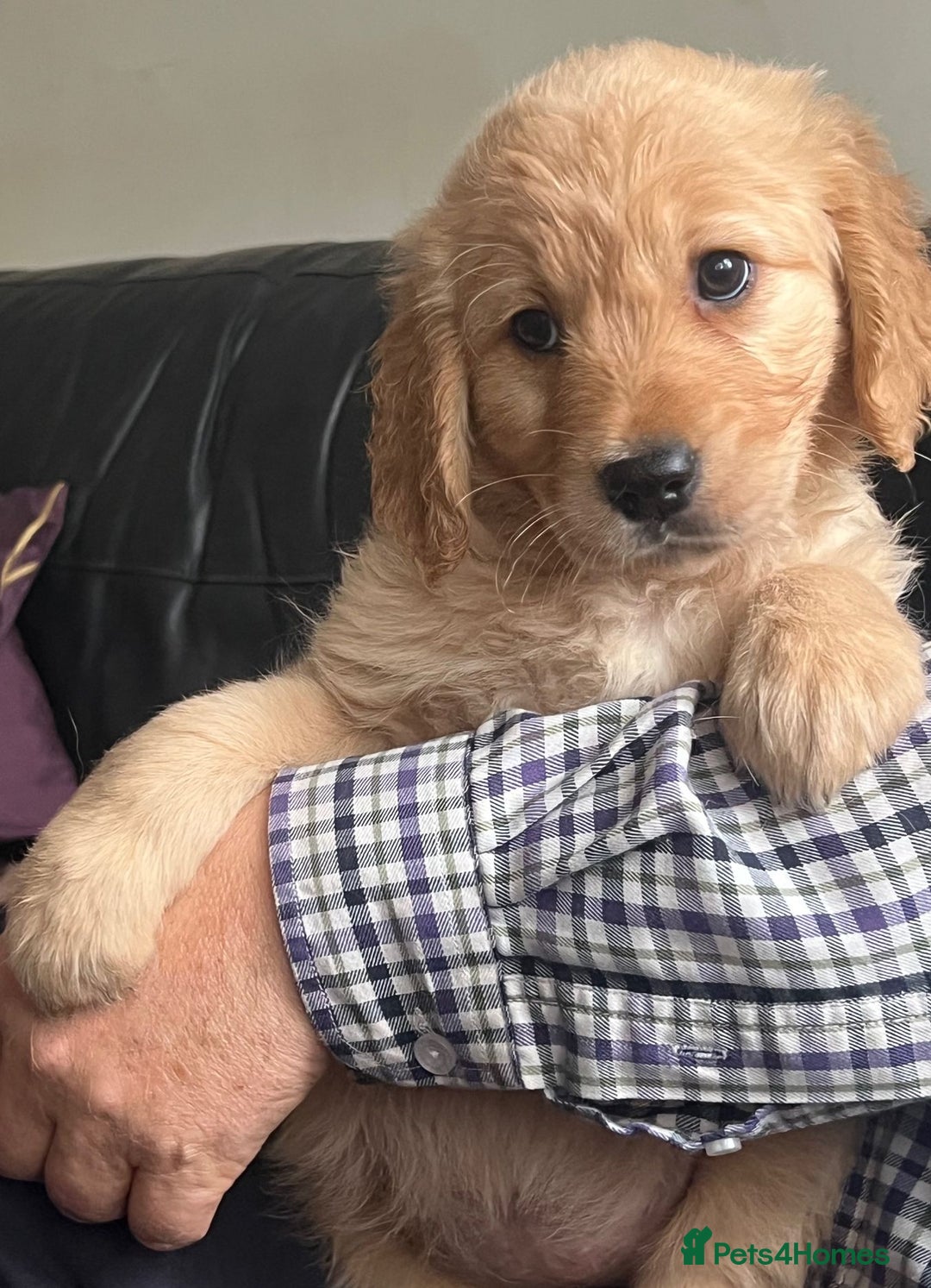 Golden Retriever dogs for sale: 🐾 Golden Retriever Puppies – Ready Now! 🐾 - Image 12