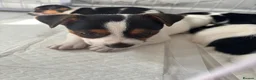 Jack Russell dogs for sale: 8 tradational Jack Russell puppys  - Advert 36