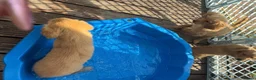 Golden Retriever dogs for sale: KC Healthy Golden Retriever Puppies - Advert 11