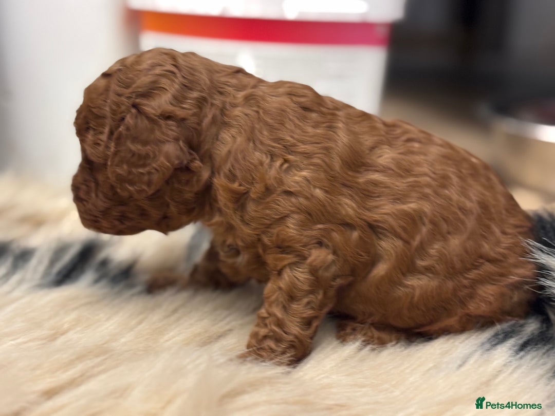 Cockapoo dogs for sale: F1b cockapoo  - Advert 4