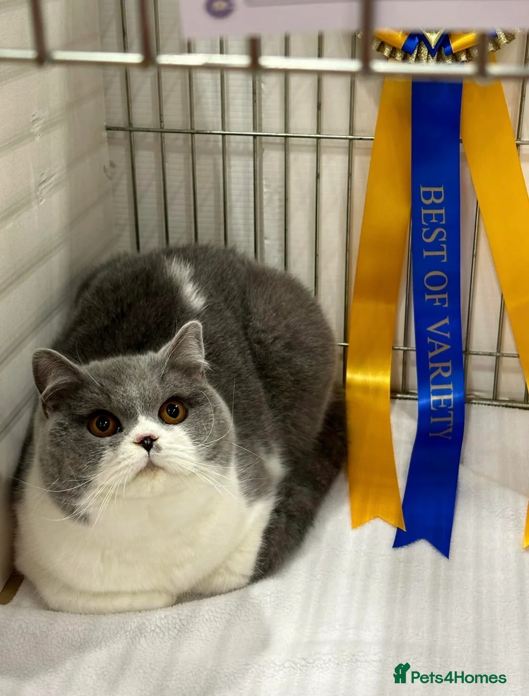 British Shorthair cats for sale: Gorgeous British Female - Advert 5