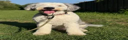 Old English Sheepdog dogs for stud: Old English Sheepdog for Stud KC Registered  - Advert 5
