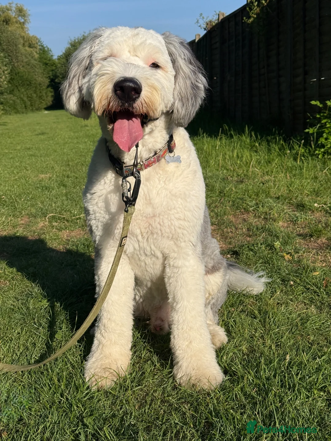 Old English Sheepdog dogs for stud: Old English Sheepdog for Stud KC Registered  - Advert 2