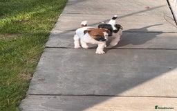 Jack Russell dogs for sale: Jack Russle puppies  - Image 6