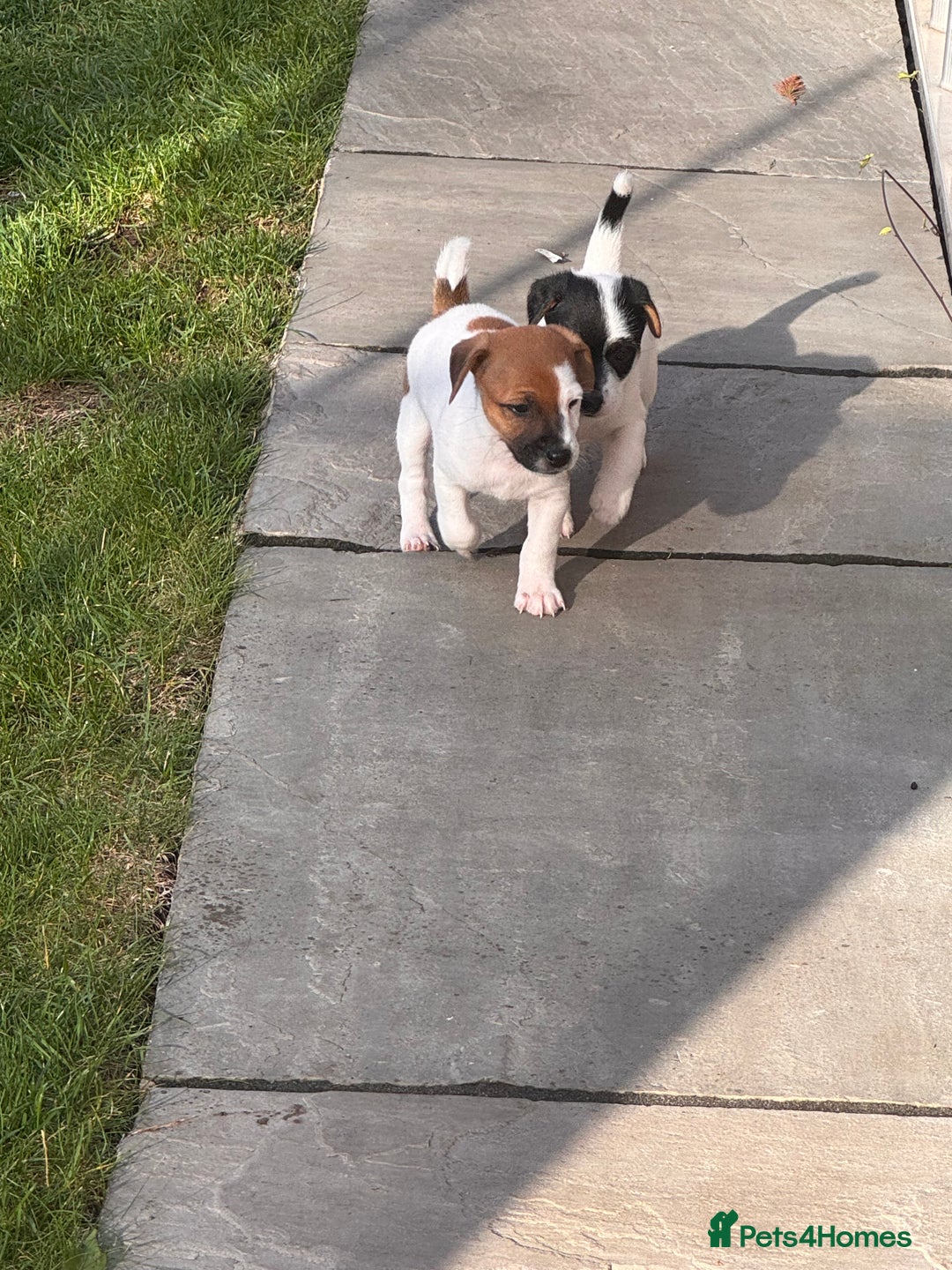 Jack Russell dogs for sale: Jack Russle puppies  - Image 6