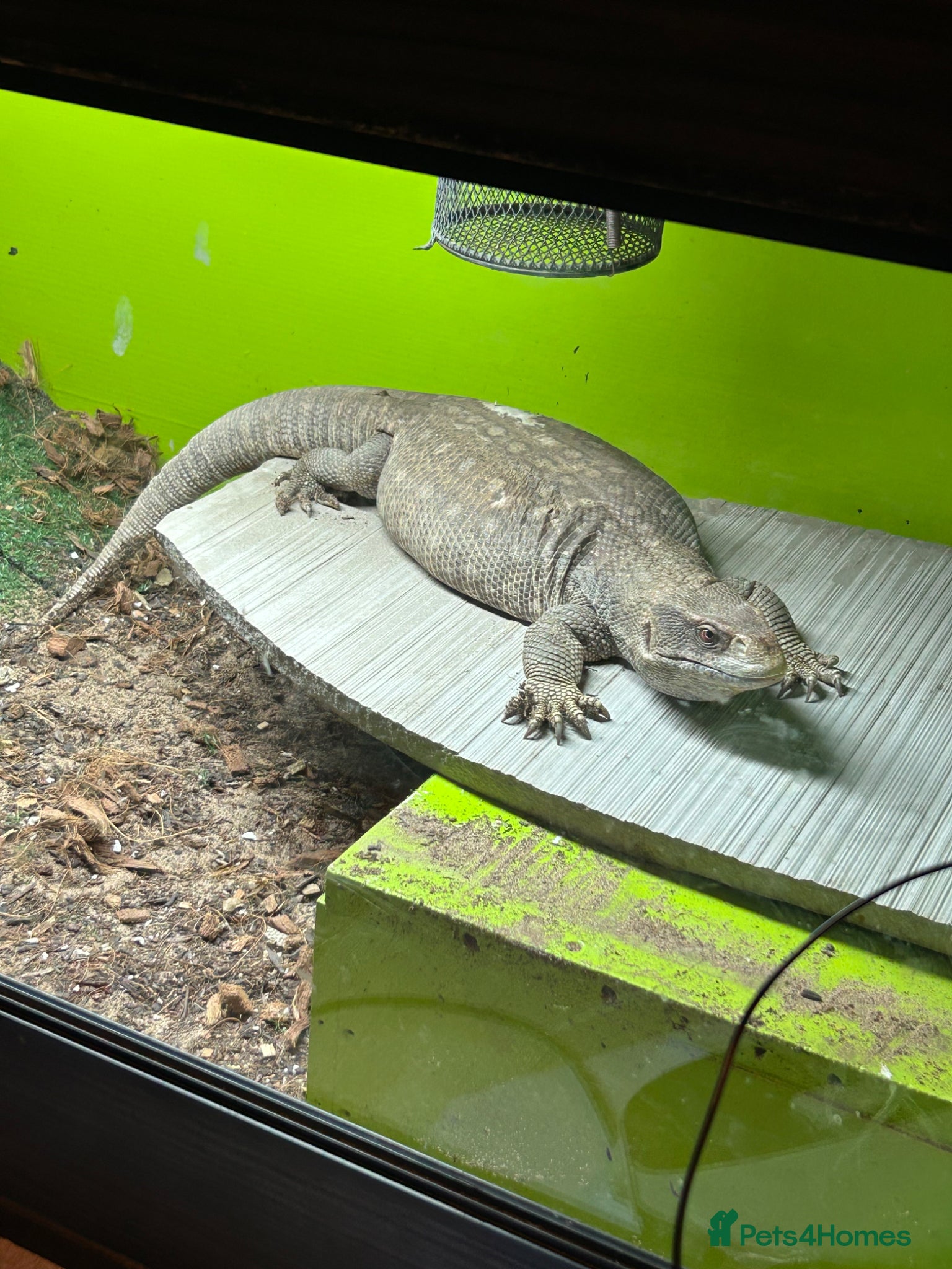 Monitor reptiles Bosc monitor  - Advert 2