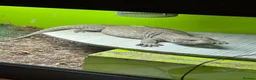 Monitor reptiles for sale: Bosc monitor  - Advert 1
