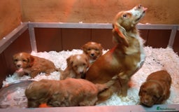 Cockapoo dogs for sale: F1 Cockapoo pups 🐾 - Image 11