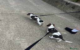 Dachshund dogs for sale: blue piebald Dachshund boys in need of a home - Image 5