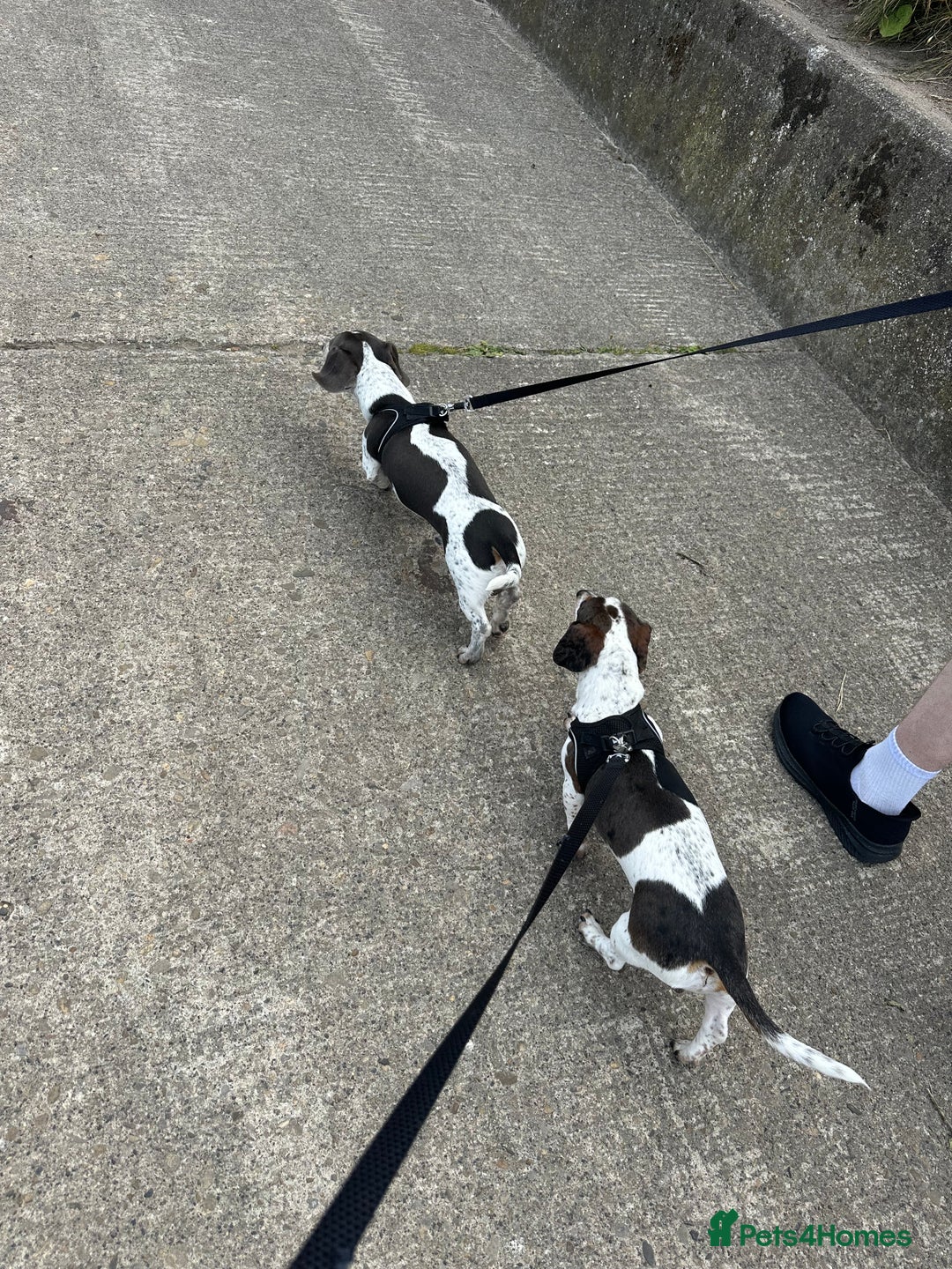 Dachshund dogs for sale: blue piebald Dachshund boys in need of a home - Image 5
