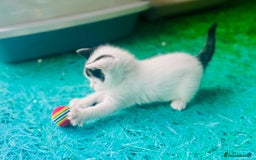 Mixed Breed cats for sale: 3 Beautiful Kittens - Image 10