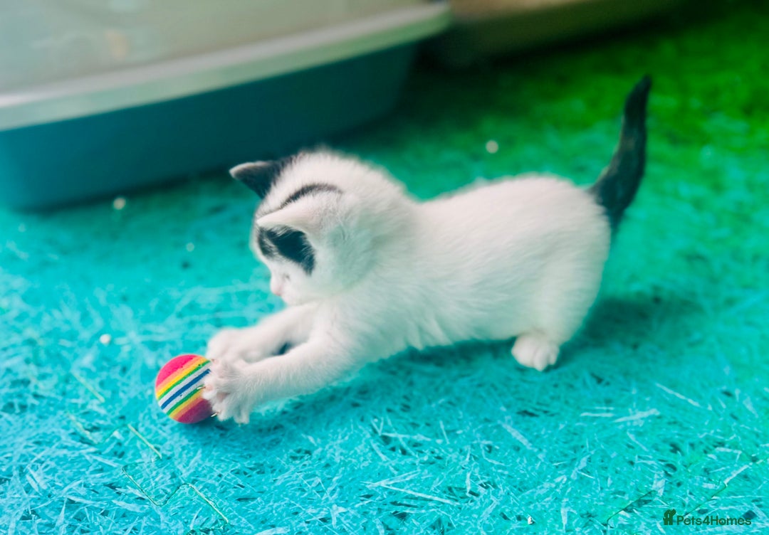 Mixed Breed cats for sale: 3 Beautiful Kittens - Image 10