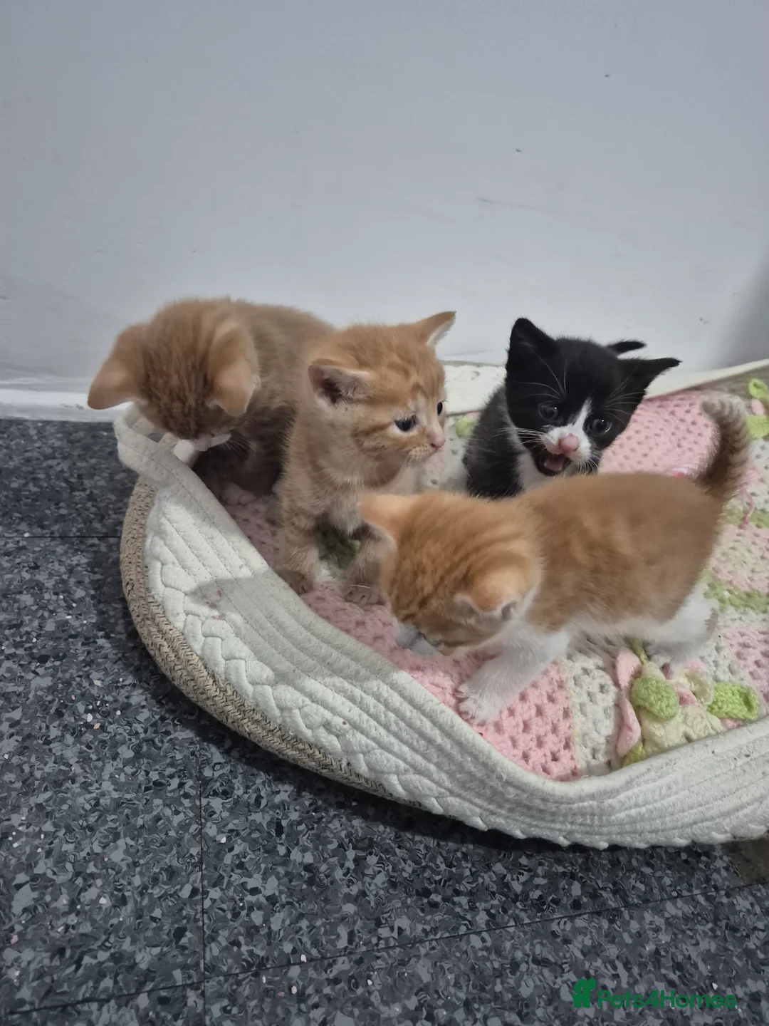 Mixed Breed cats for sale: Litter of 4 beautiful fur babies  - Advert 6