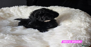 Shihpoo dogs - Advert 6