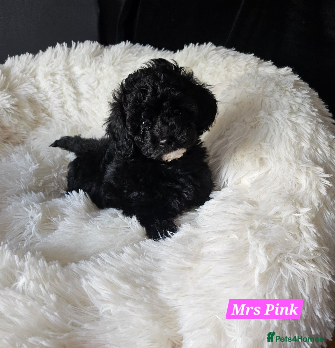 Shihpoo dogs for sale: Stunning 3rd Generation Shihpoo Puppies For Sale - Image 2
