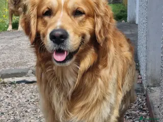 Golden Retriever dogs Stunning Golden Retriever for stud - Advert 2