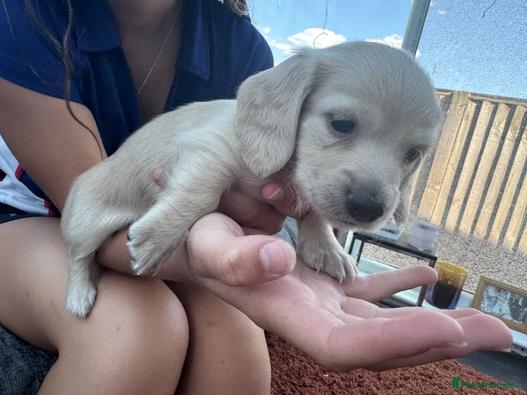 Miniature Dachshund dogs for sale: Miniature dachshund’s KC Registered  - Advert 16