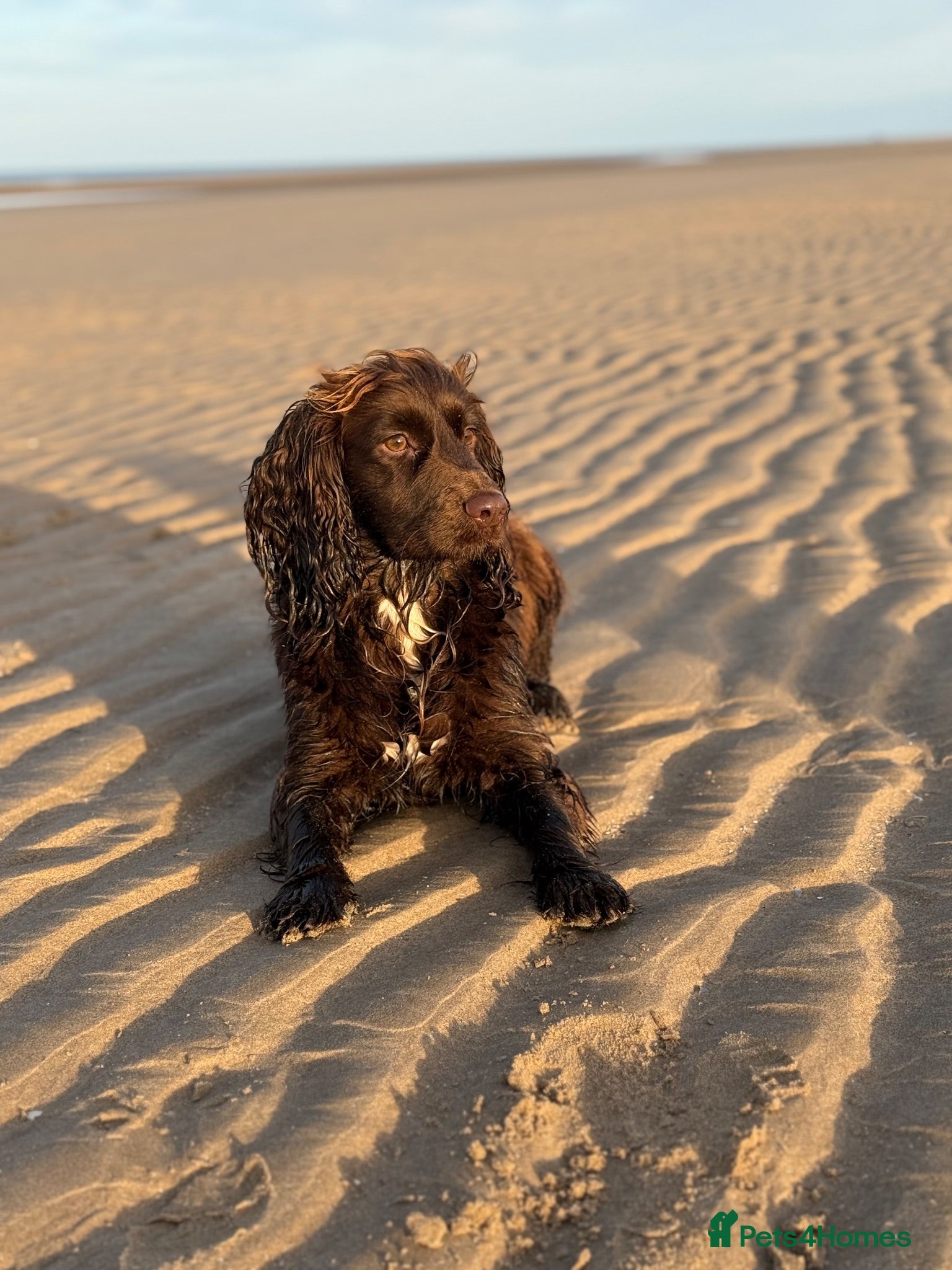 Cocker Spaniel dogs Cocker spaniel puppies for sale  - Advert 1
