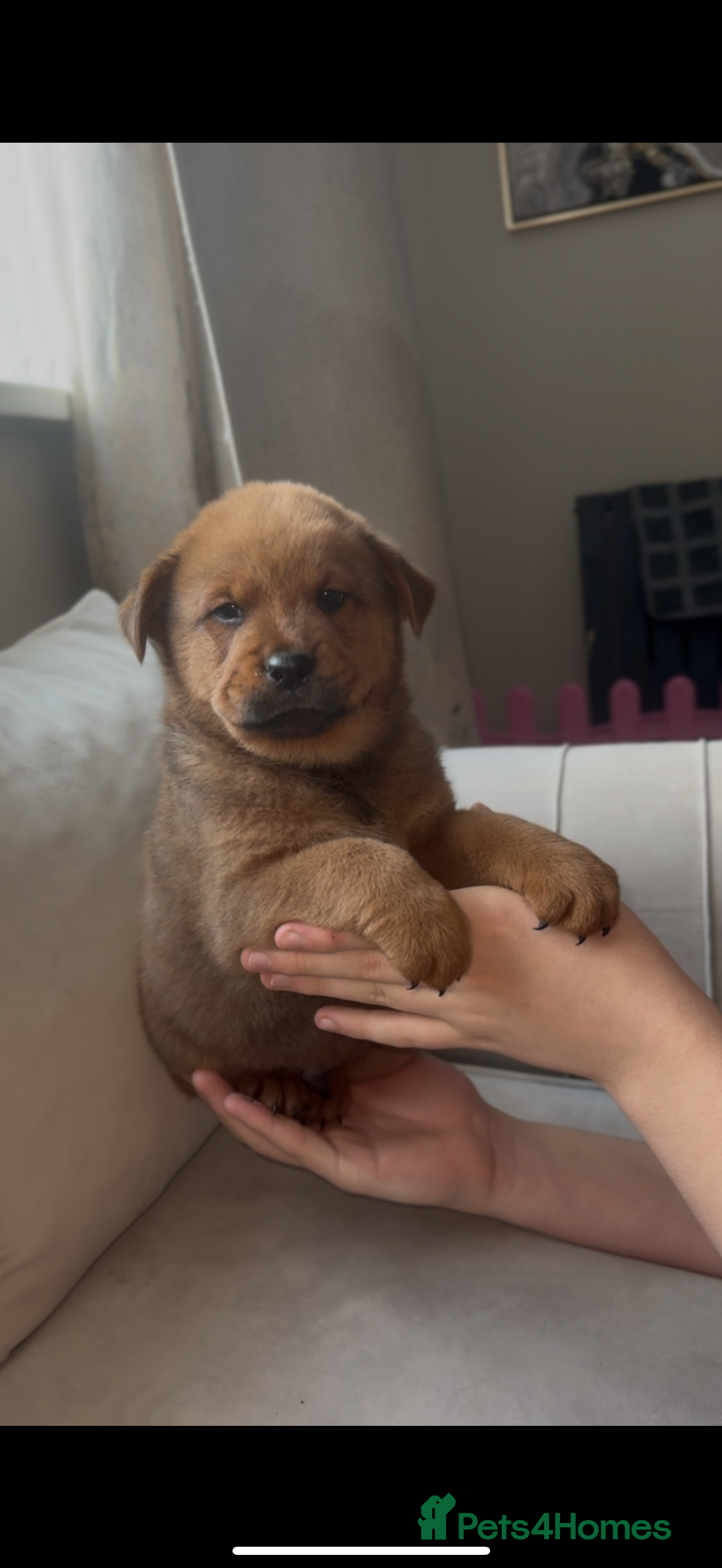 Mixed Breed dogs Rottweiler x chow chow puppies ready now  - Advert 16