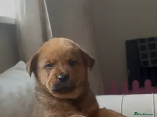 Mixed Breed dogs Rottweiler x chow chow puppies ready now - Advert 16