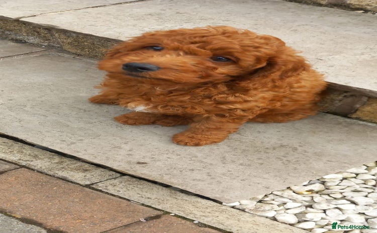 Cockapoo dogs - Advert 1