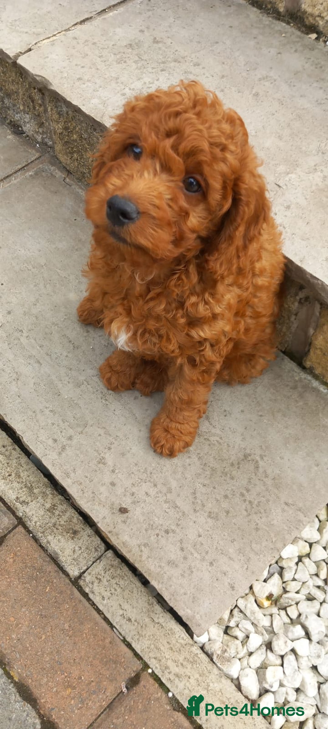 Cockapoo dogs for sale: 3 puppies left - ready now  - Image 2