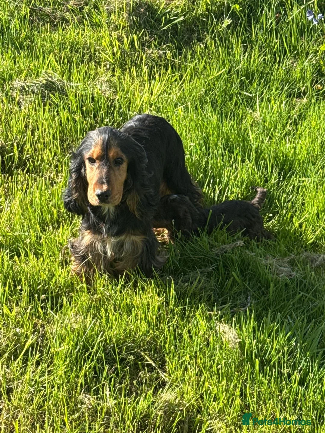 Cockapoo dogs for sale: F1 cockapoo boy ready to leave now  in Preston - Advert 1