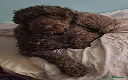 Labradoodle dogs for stud: PROVEN Healthy Labradoodle STUD - Hypoallergenic  - Image 2