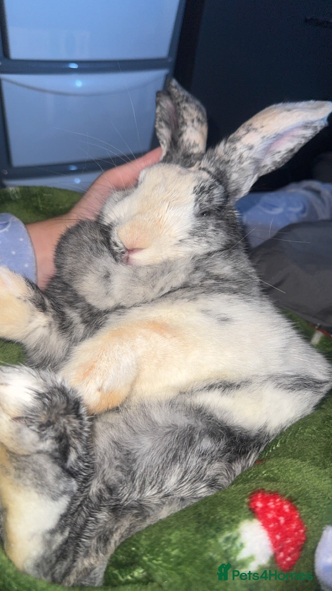 Harlequin rabbits Rabbit looking for home - Advert 6