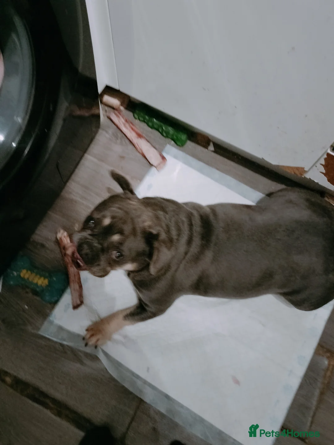 French Bulldog dogs for sale: Female french bulldog to rehome - Advert 2