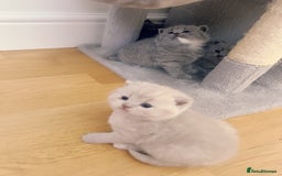 British Shorthair cats for sale: Adorable Purebred British Shorthair Kittens 🐾 - Image 12