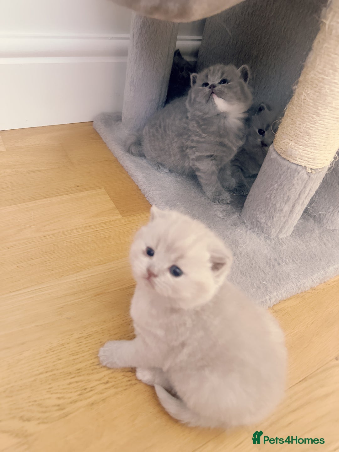 British Shorthair cats for sale: Adorable Purebred British Shorthair Kittens 🐾 - Image 12
