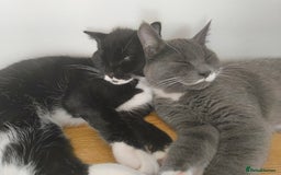 Scottish Fold cats for sale:  1 Tuxedo Scottish Fold Kitten Boy  in Manningtree - Image 26